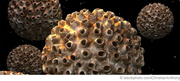 HPV