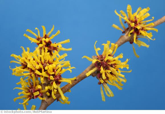 Endometriose Endometriose