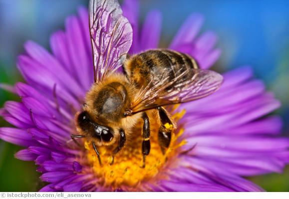 Insektenstiche Insektenstiche